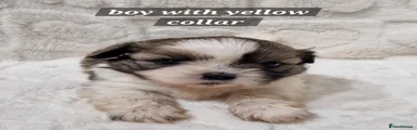Shih Tzu Puppy 5