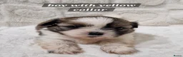 Shih Tzu dogs for sale: Shih Tzu Puppies – 5 Available | 7 Weeks Old 🐶 in London - Advert 2