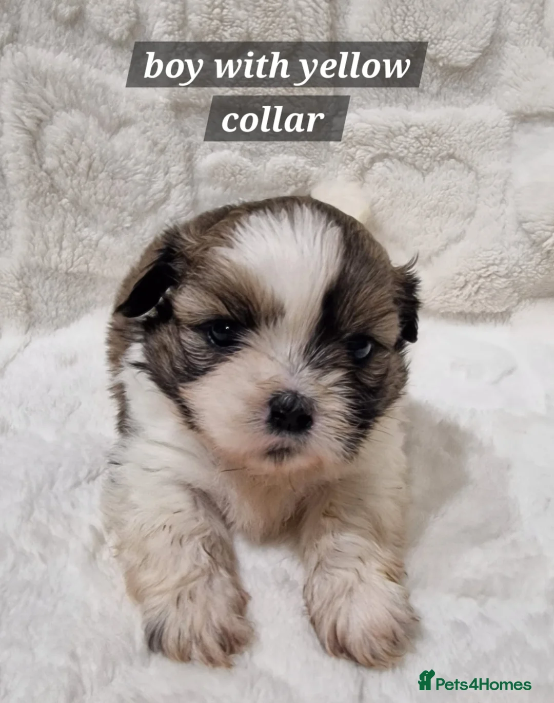 Shih Tzu dogs for sale: Shih Tzu Puppies – 5 Available | 7 Weeks Old 🐶 in London - Advert 2