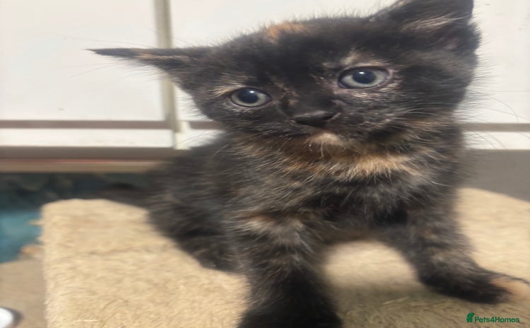 British Longhair cats Beautiful and Playful kittens - Advert 14