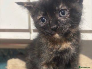 British Longhair cats Beautiful and Playful kittens - Advert 8