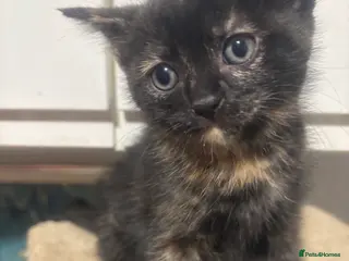 British Longhair cats Beautiful and Playful kittens - Advert 5