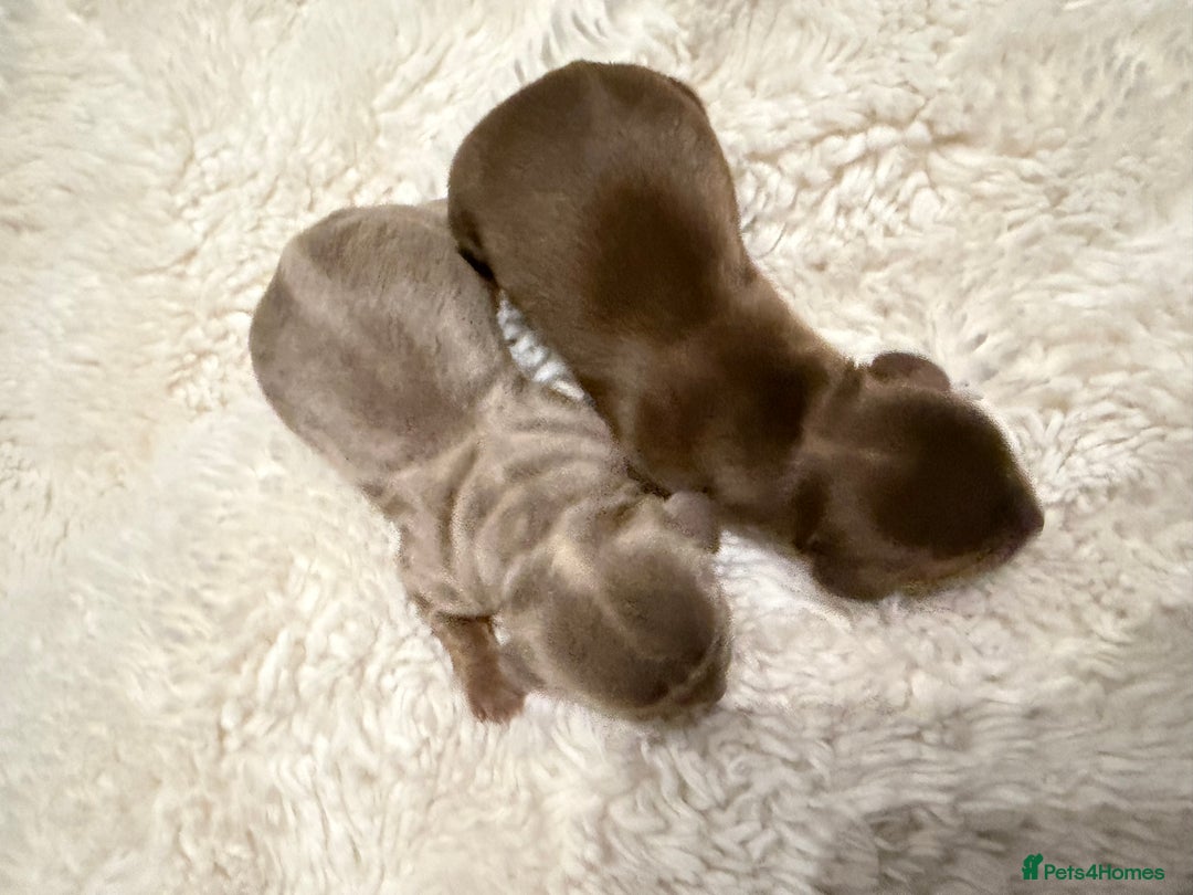 Miniature Dachshund dogs for sale: Mini smooth dachshund  - Advert 7