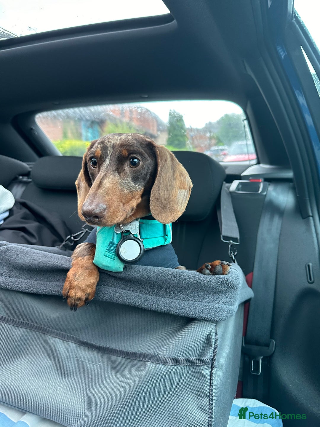 Miniature Dachshund dogs for sale: Otto  - Advert 9