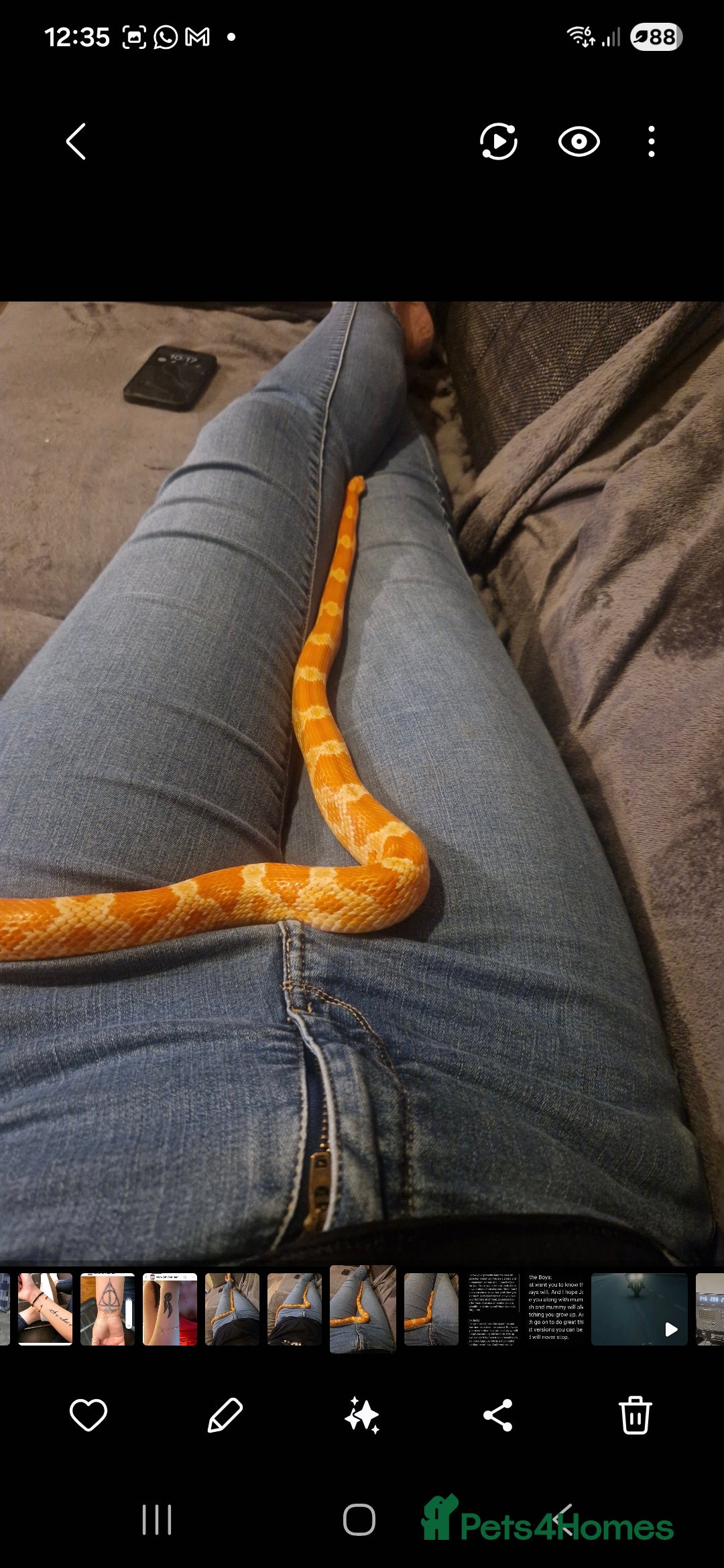 Corn Snake reptiles for sale: corn snake  - Image 3