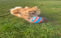 Pomeranian dogs for sale: 5 year old female Pomeranian - Image 7