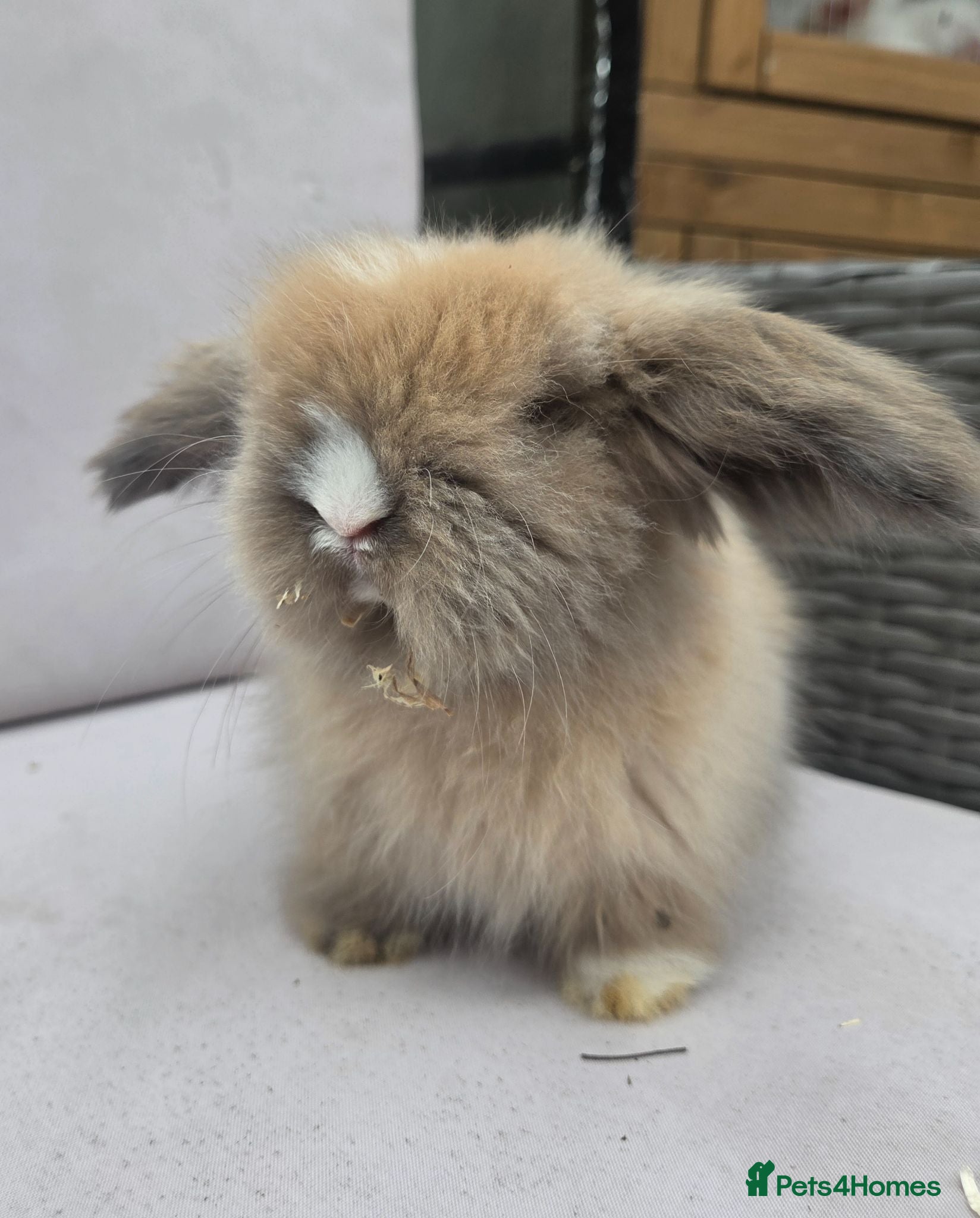 Angora rabbits Teddywidders ready to go now  - Advert 3