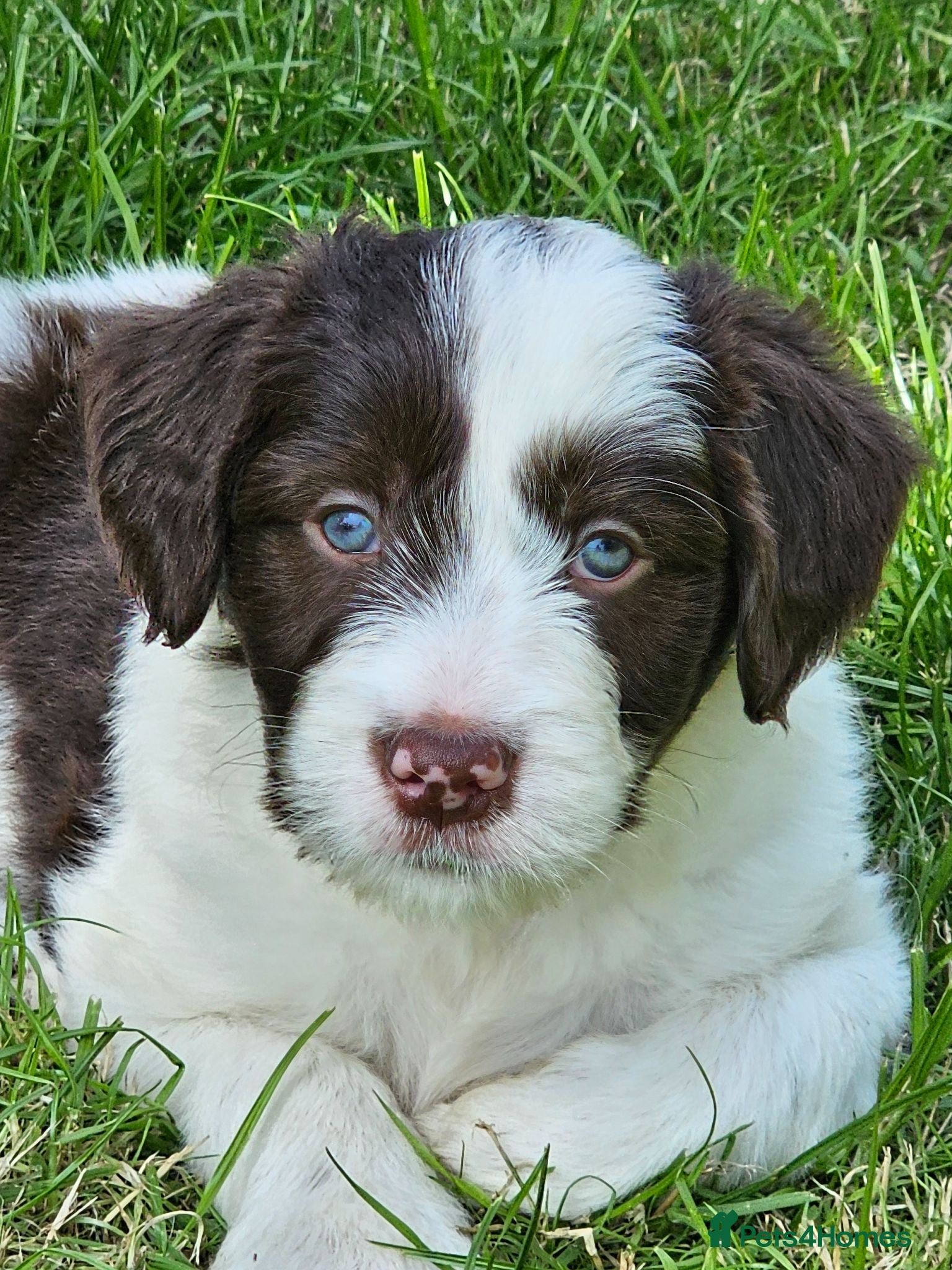 Bordoodle dogs Handsome doodle boy pups - Advert 1