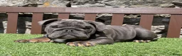 English Bulldog dogs for sale: Our last boy looking for his forever pet home 💙 - Advert 3