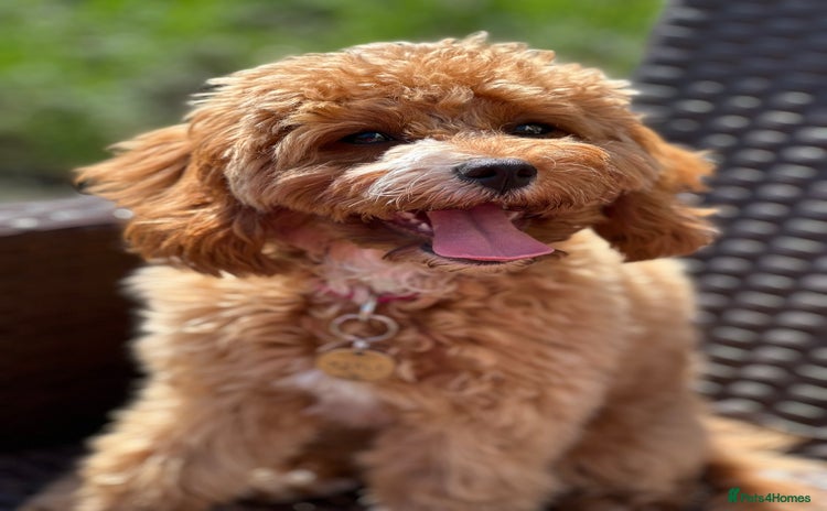 Cavapoo dogs - Advert 1