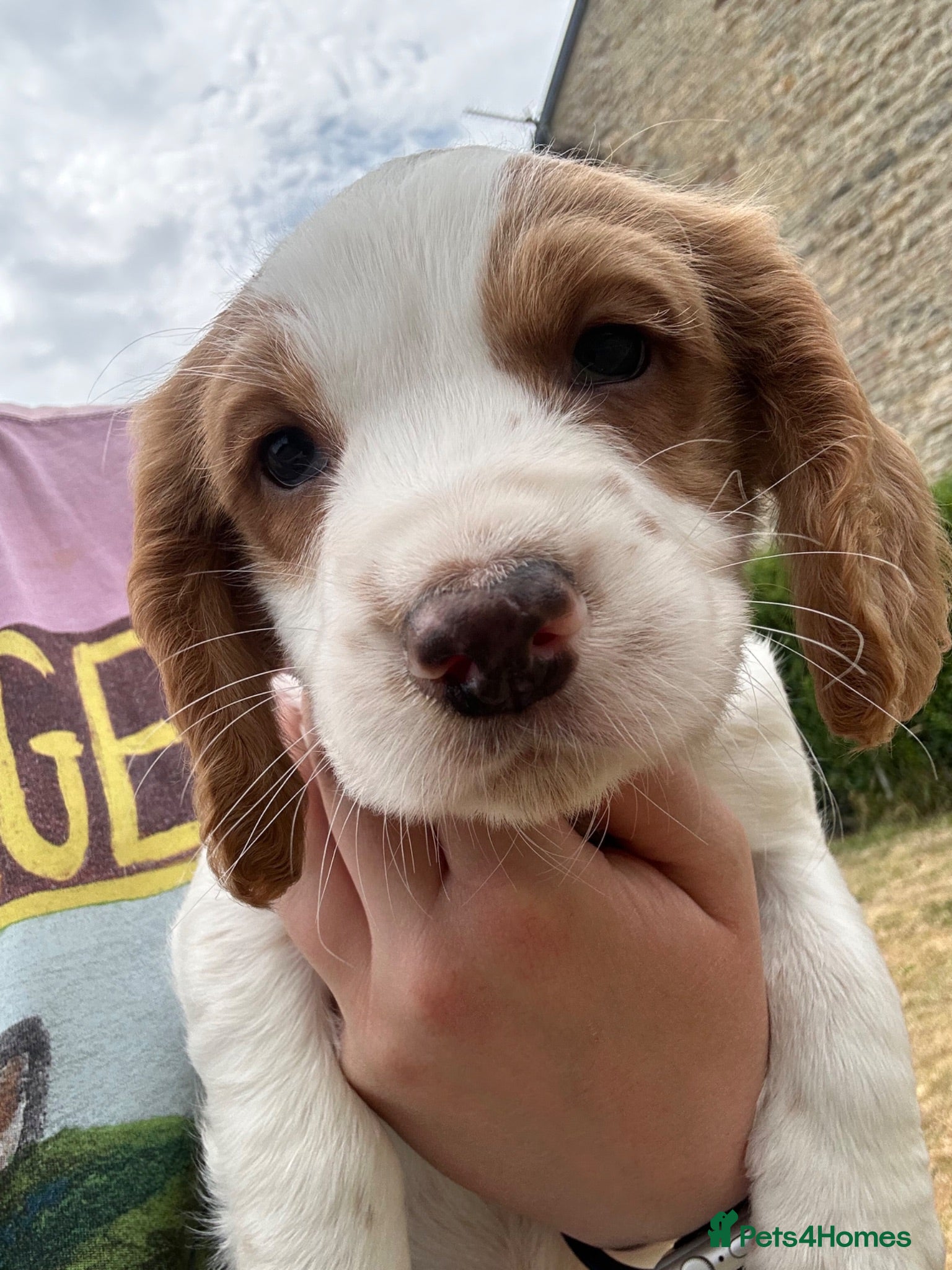 Sprocker dogs 3/4 cocker 1/4 springer pups  - Advert 2