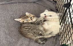 Mixed Breed cats for sale: Half Ragdoll, Half British Shorthairs  - Image 3