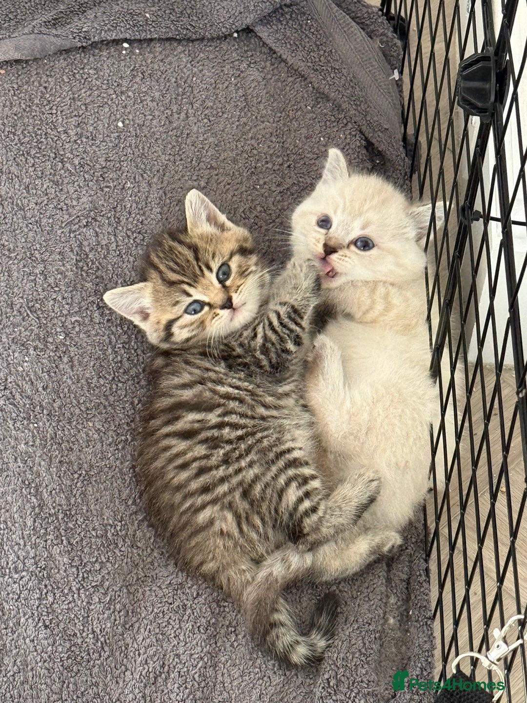 Mixed Breed cats for sale: Half Ragdoll, Half British Shorthairs  - Image 3