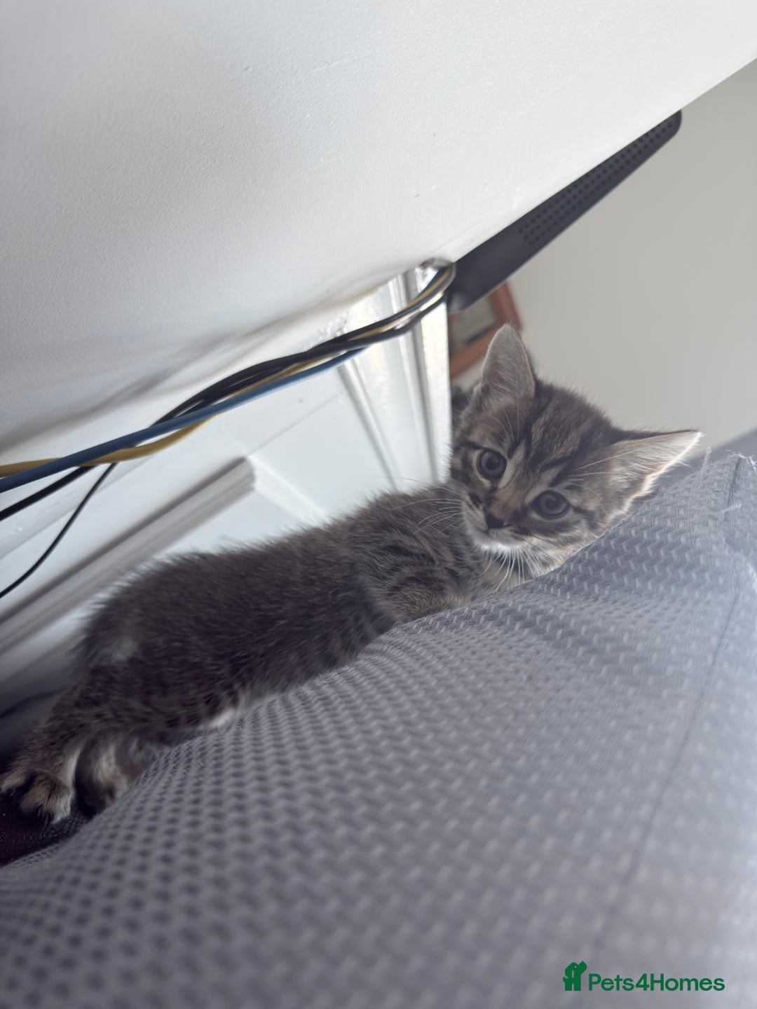 Bengal cats for sale: Adorable bengal kittens for sale✨ - Image 8