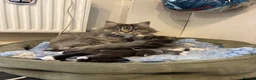 Maine Coon cats for sale: Gorgeous Maine coon kittens for sale-1 polydactyl - Advert 14