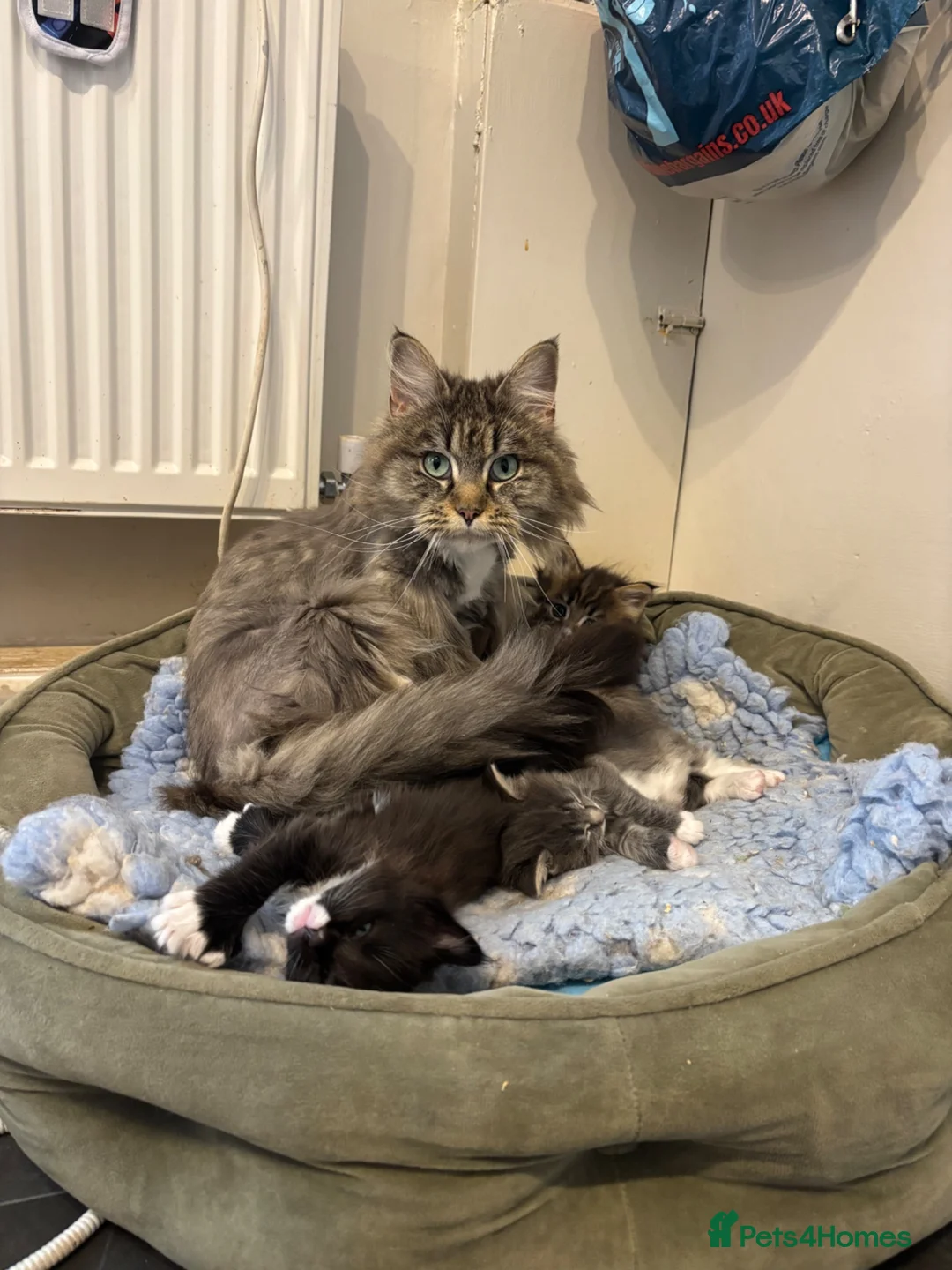 Maine Coon cats for sale: Gorgeous Maine coon kittens for sale-1 polydactyl - Advert 14