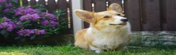 Welsh Corgi Pembroke dogs for sale: KC registered Welsh Corgi Pembroke - Advert 17