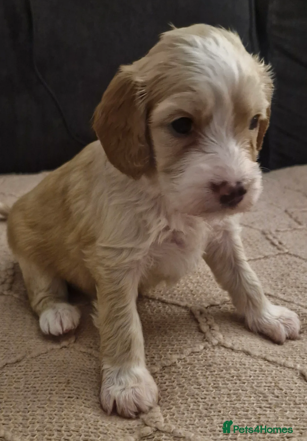 Mixed Breed dogs for sale: Stunning cavapoo x cockapoo litter just born! - Advert 17