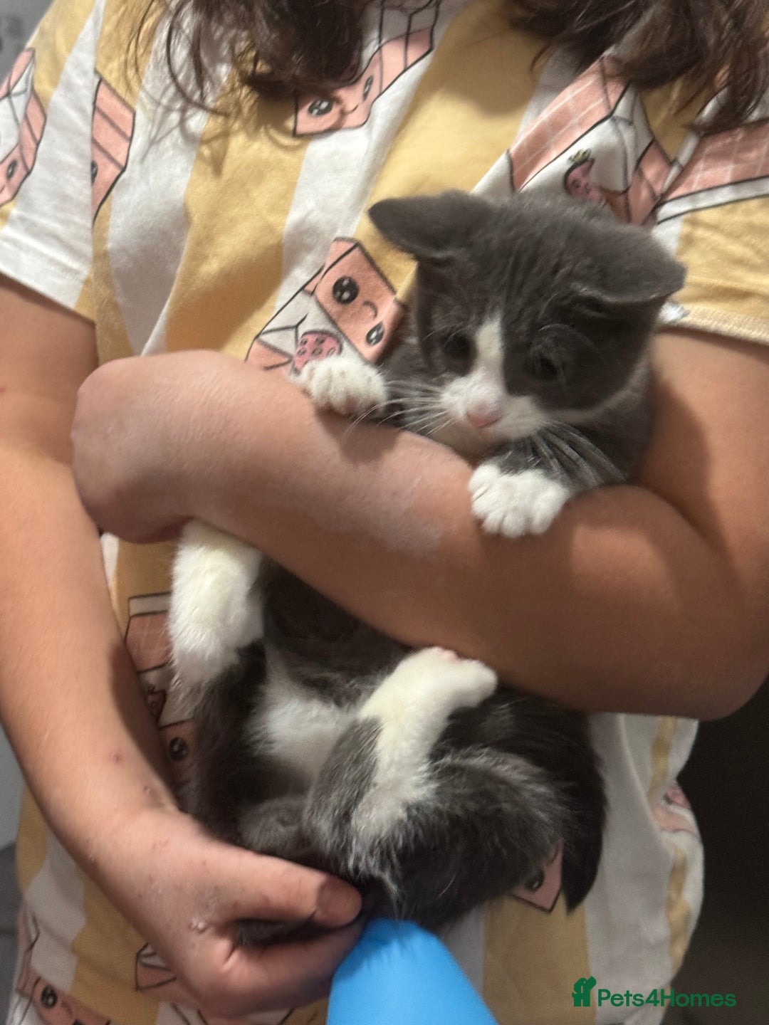 Mixed Breed cats for sale: Beautiful 10week old Kitten - Advert 2