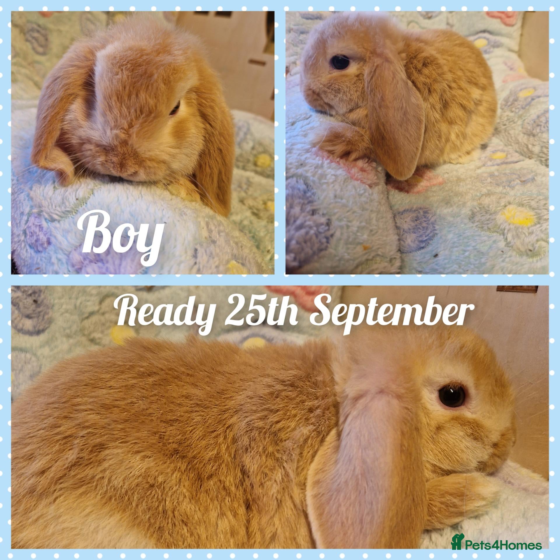 Mini Lop rabbits for sale: Mini lops  vaccinated&vet checked  - Advert 5