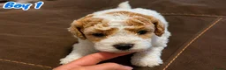 Mixed Breed dogs for sale: Adorable Bichon × Cockapoo Puppies - Only 3 Left! - Advert 2