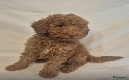 Cavapoo dogs for sale: Extensively Health Tested F1BB Cavapoo Puppies - Image 10