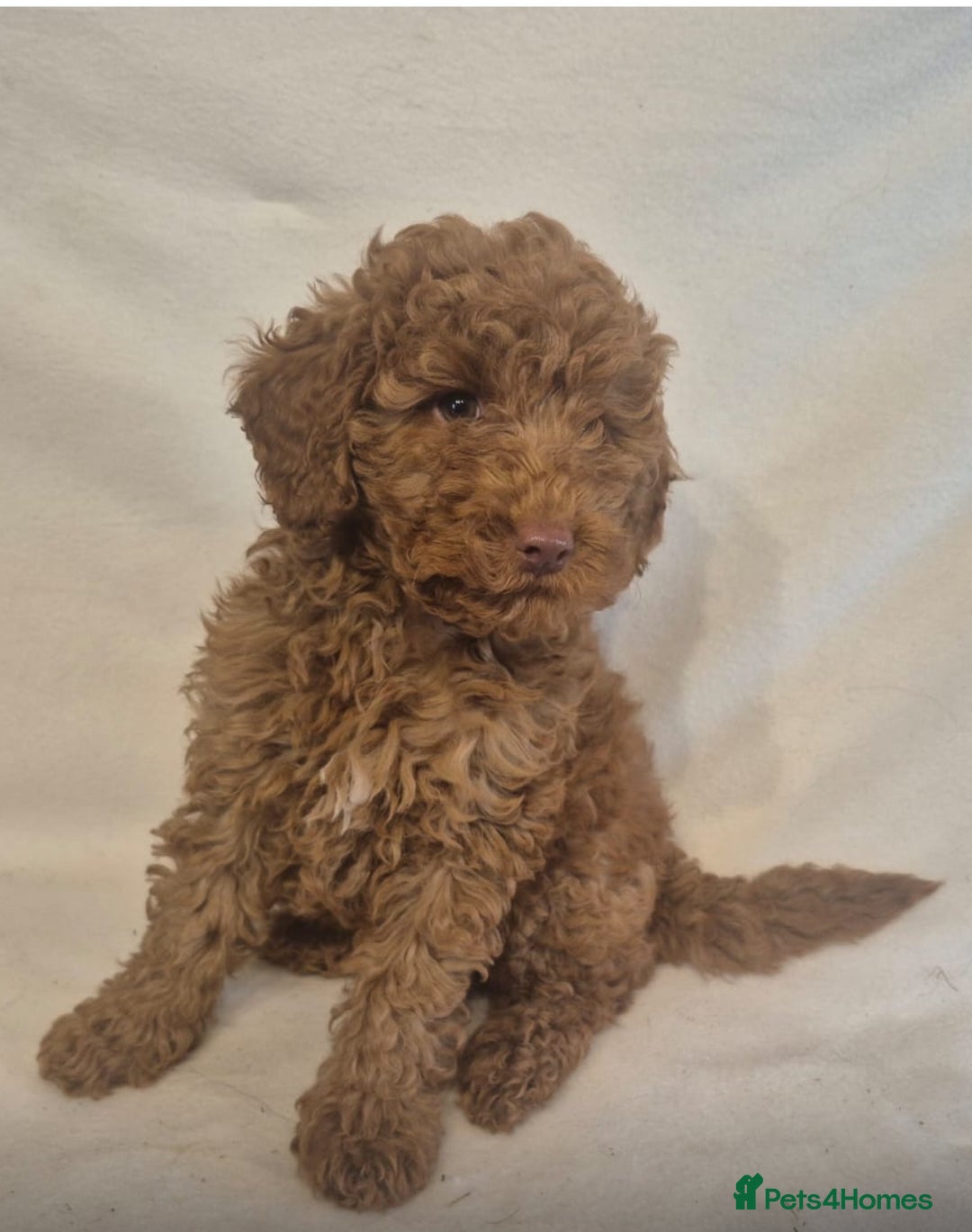 Cavapoo dogs for sale: Extensively Health Tested F1BB Cavapoo Puppies - Image 10