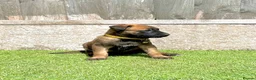 Belgian Shepherd Dog dogs for sale: KC Belgian Malinois Puppys for sale - Advert 19