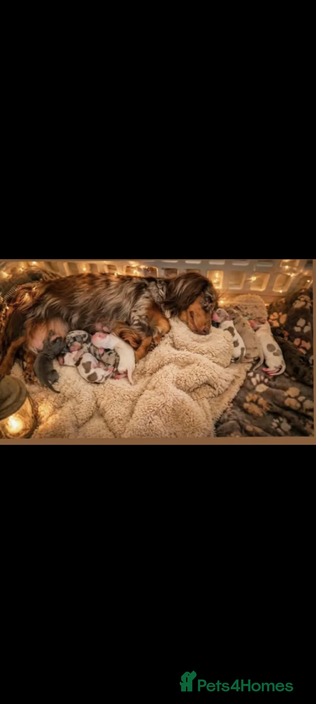 Miniature Dachshund dogs for sale: Kc registered Longhaired miniature dachshunds  in York - Advert 32