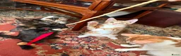 Mixed Breed cats for sale: 4 Beautiful Kittens in Erith - Advert 7