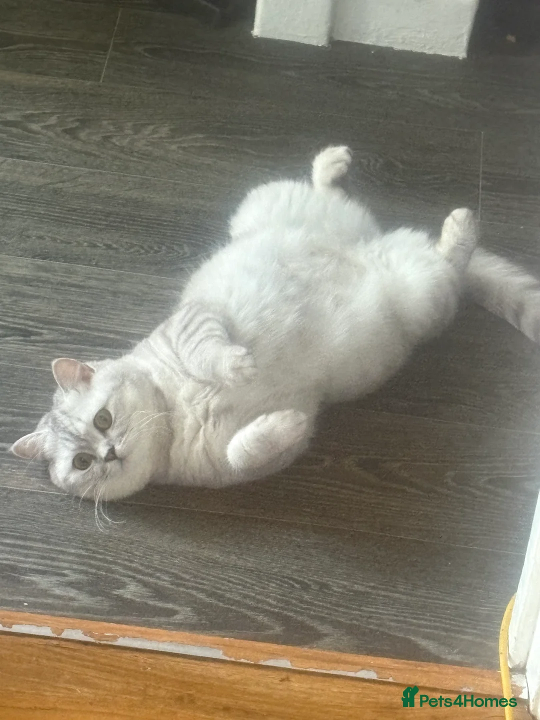 British Shorthair cats for sale: Beautiful rainbow 🌈 litter of bsh kittens  - Advert 13