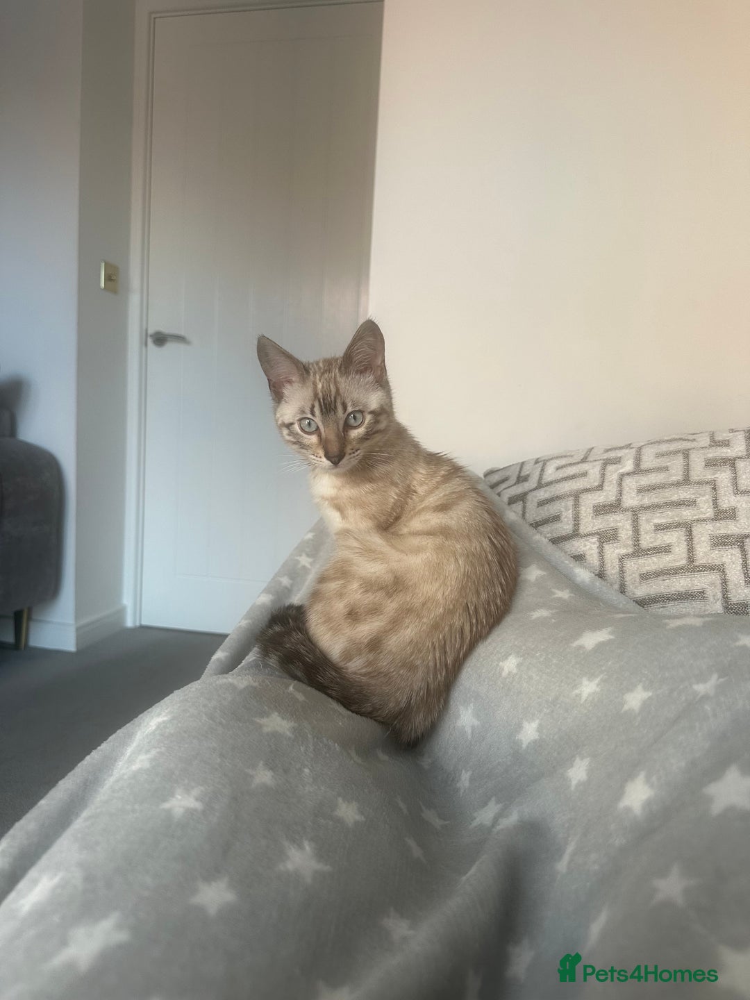 Bengal cats for sale: Snow Bengal kitten  - Advert 2