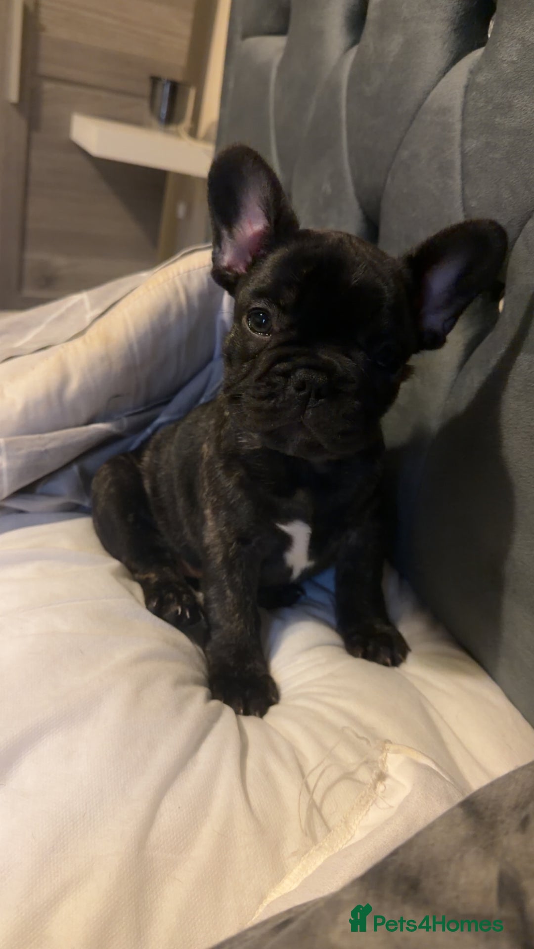 French Bulldog dogs for sale: 3 beautiful french bulldogs  - Image 3