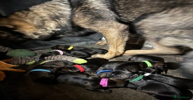 German Shepherd dogs - Advert 5