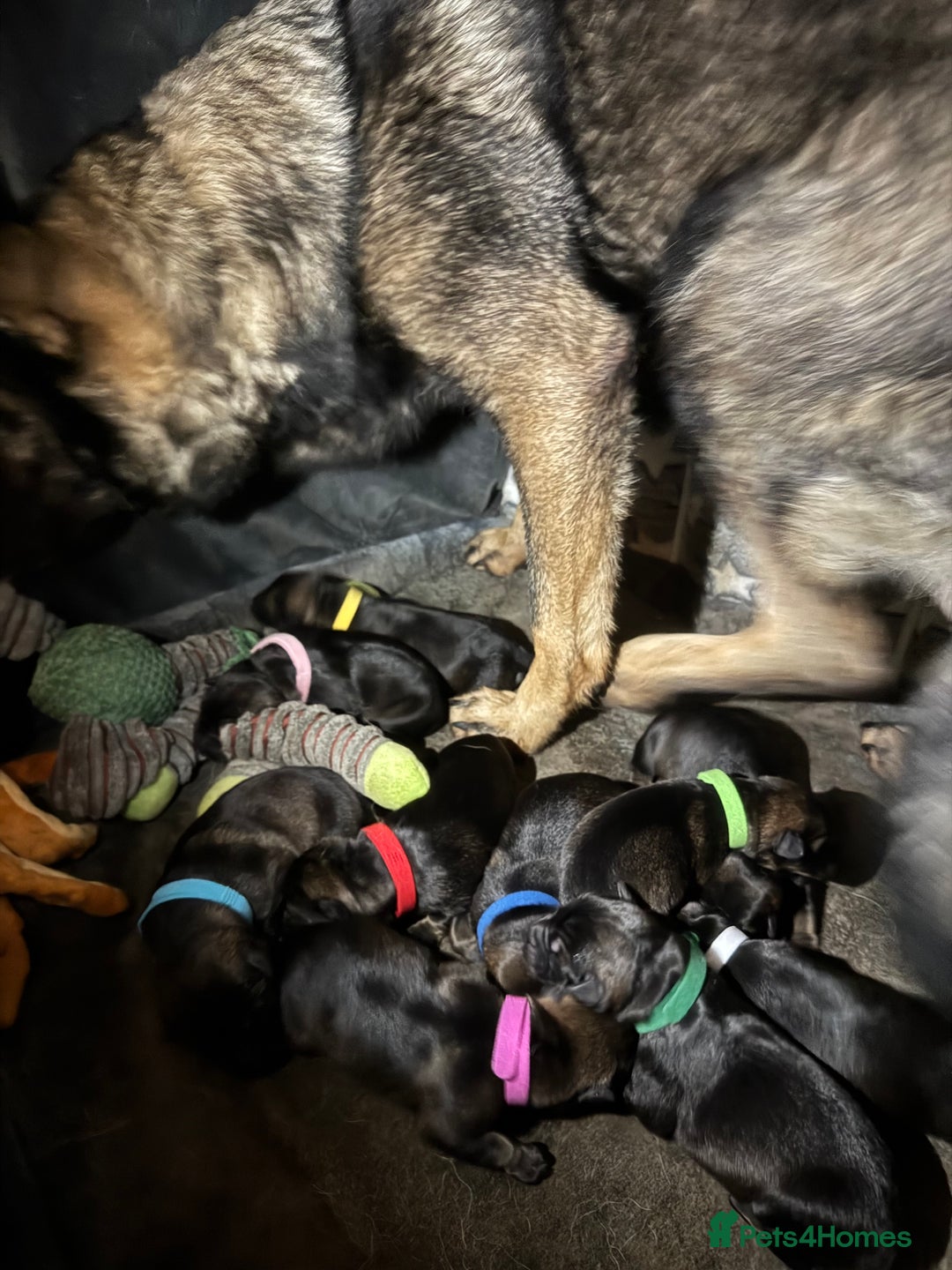 German Shepherd dogs for sale: Stunning German Shepard Litter Only 4 girls left - Image 10