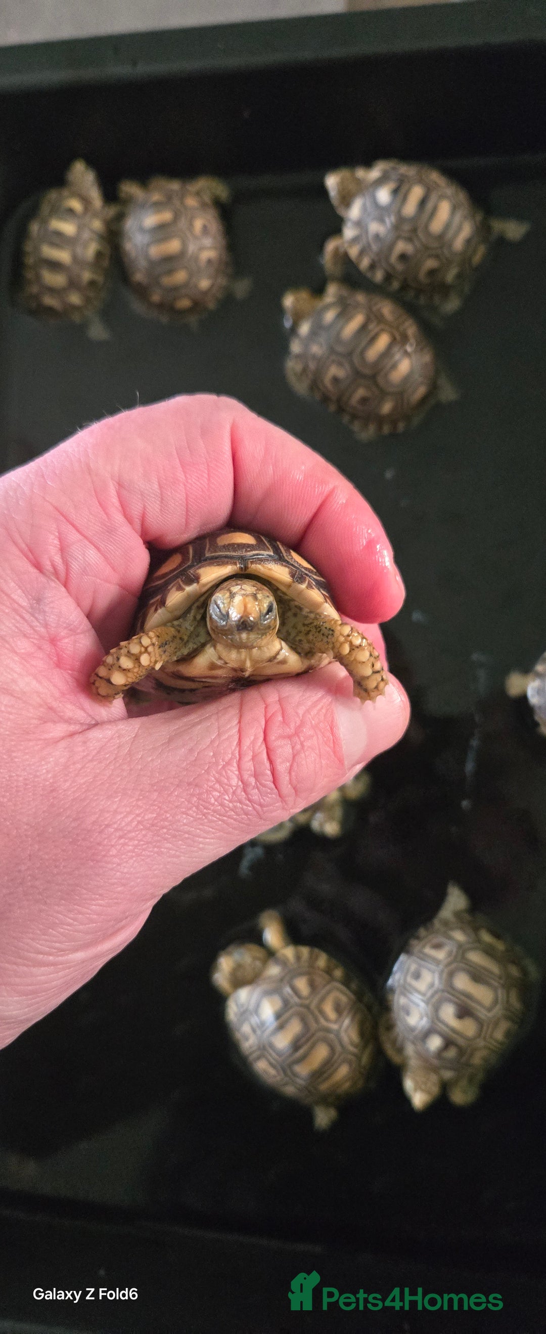 Mixed Breed reptiles for sale: 10 x leopard tortoise  - Advert 3