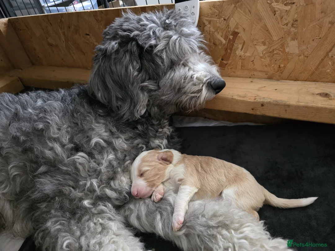 Sheepadoodle dogs for sale: Stunning sheepadoodle's - Advert 6