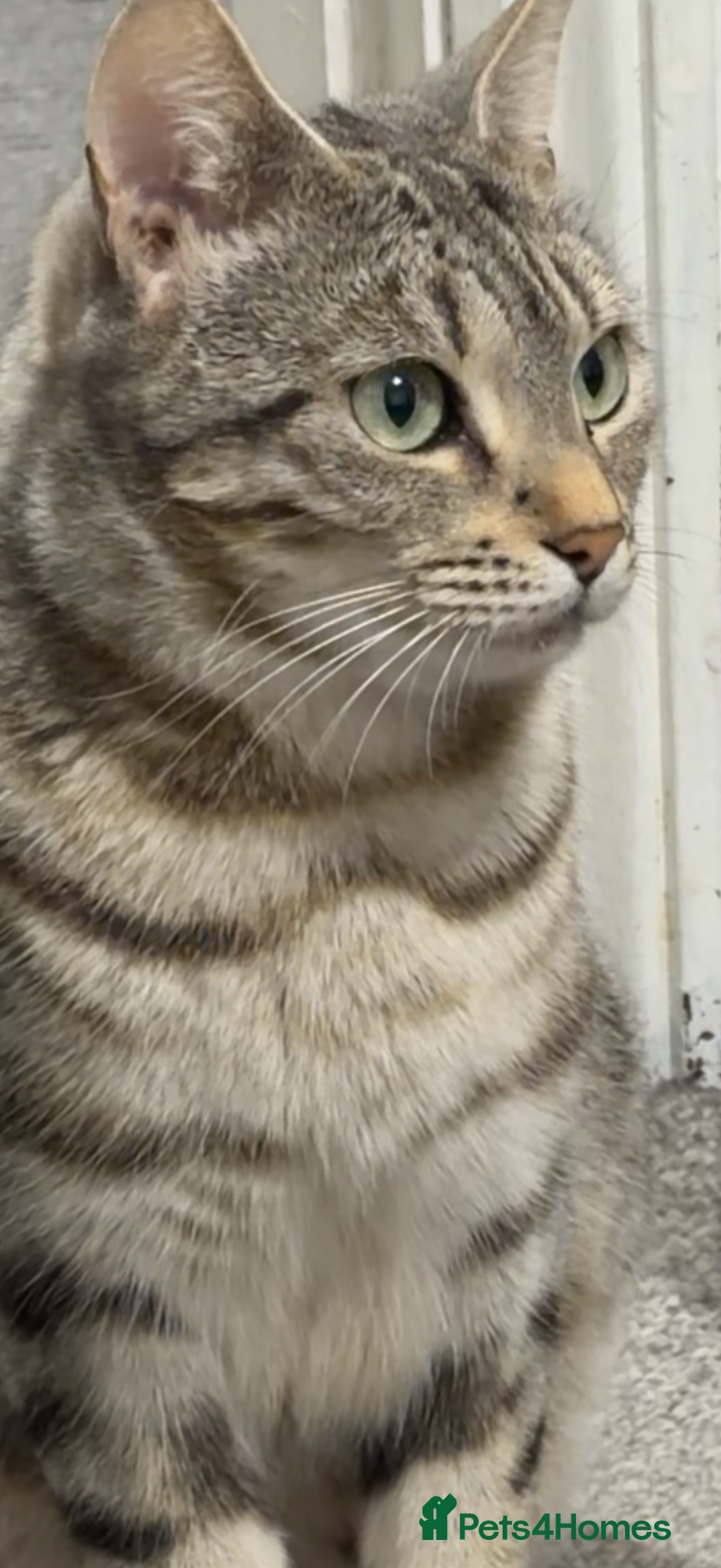 Bengal cats for sale: Bengal tabby cat  - Advert 6