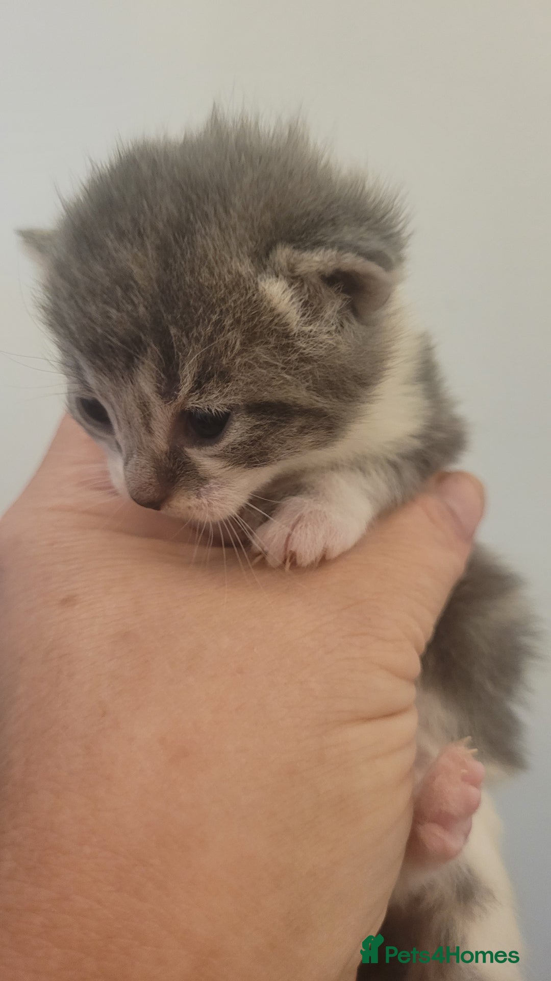 Mixed Breed cats for sale: Beautiful kittens  - Image 11