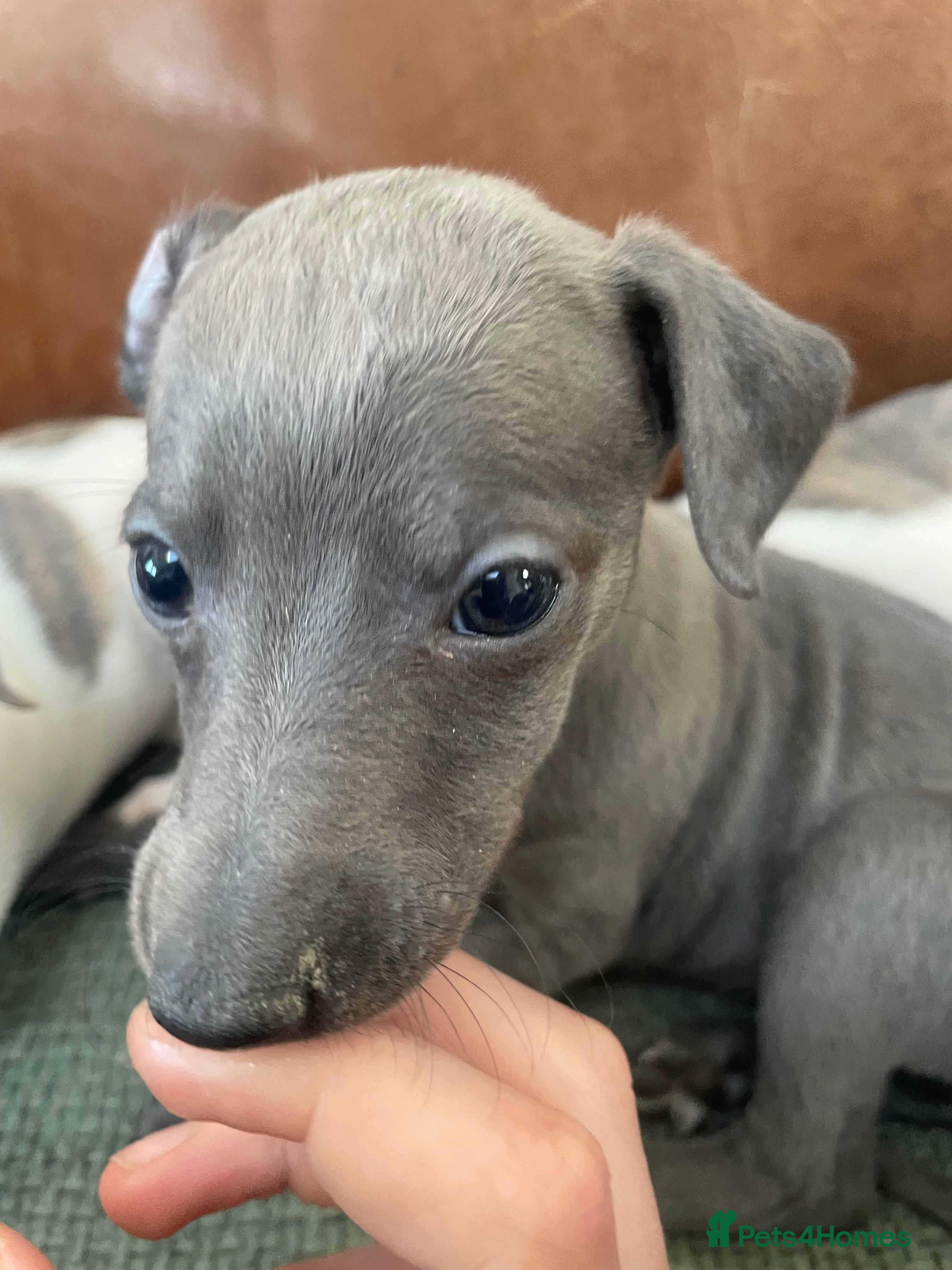 Whippet dogs for sale: Stunning Litter of KC Whippet Puppies - Advert 2