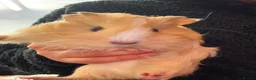 Guinea Pig rodents for sale: guinea pig in Ebbw Vale - Advert 1