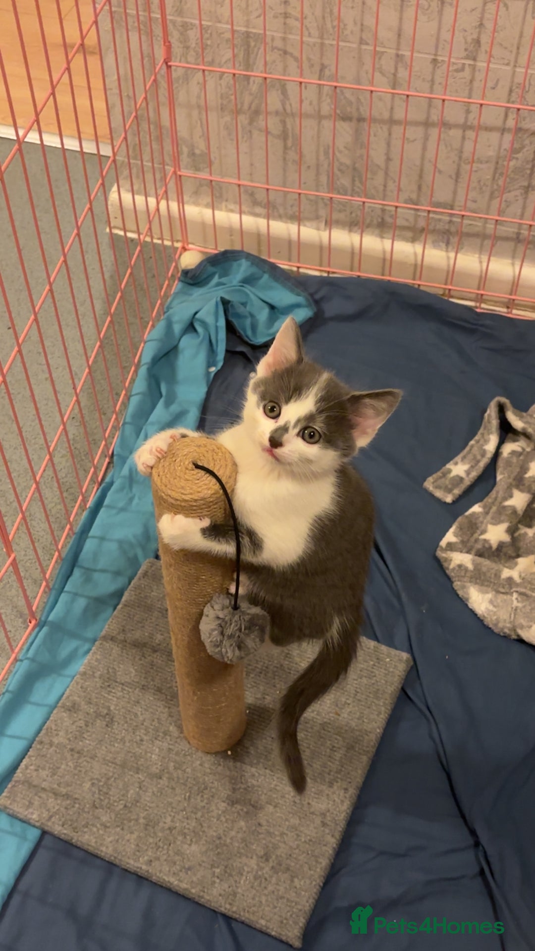 Mixed Breed cats for sale: Four beautiful kittens and mother  - Image 2