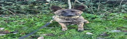 Belgian Shepherd Dog dogs for stud: Bruce the stud dog  - Advert 4