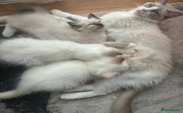 Ragdoll cats - Advert 15