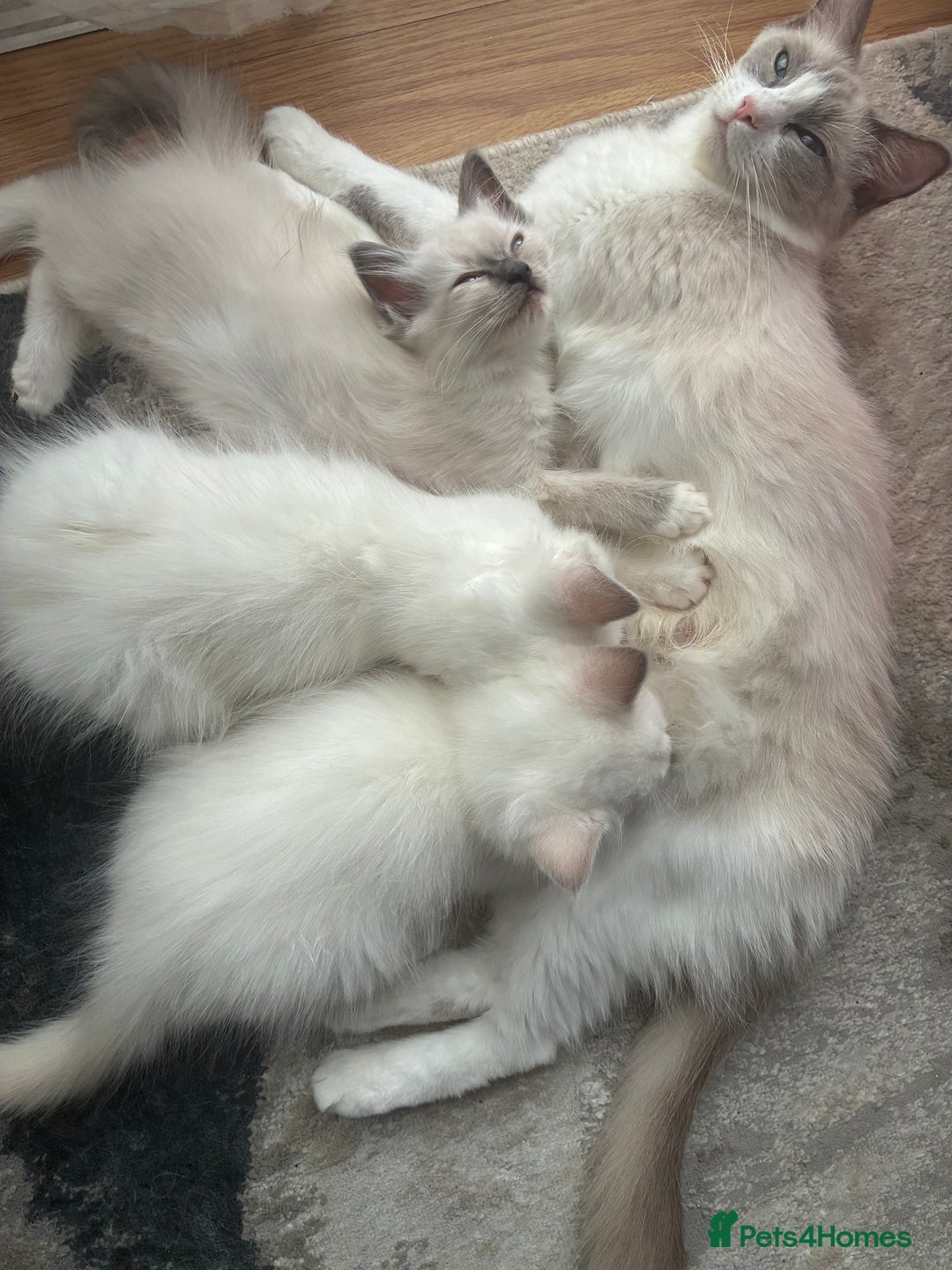 Ragdoll cats for sale: Male Ragdoll Kittens Available - Image 1