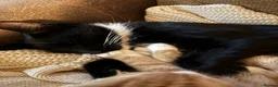 Mixed Breed cats for sale: Timmy & Odette - Advert 3