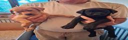 Labrador Retriever dogs for sale: Labrador fox Red and black puppies  - Advert 1