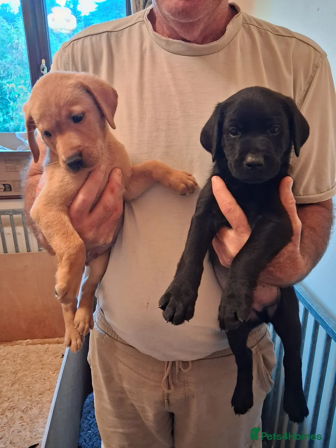 Labrador Retriever dogs for sale: Labrador fox Red and black puppies  - Advert 1