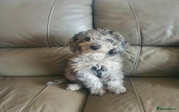 Cockapoo dogs for sale: Cockapoo puppies ready to leave now!! - Image 1