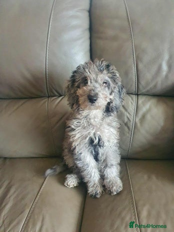 Cockapoo dogs - Advert 7